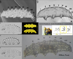Doryphoribius