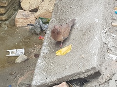 Streptopelia senegalensis