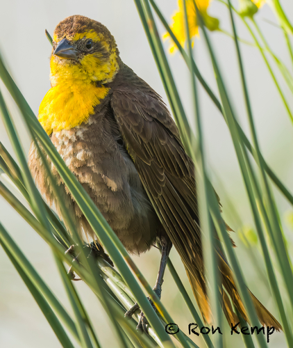 Yellow-headed Blackbird