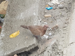 Streptopelia senegalensis