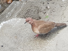Streptopelia senegalensis