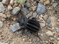 Alphasida holosericea