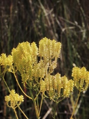 Polygala ramosa
