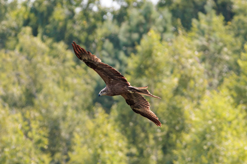 Black Kite