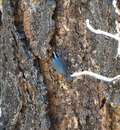 Red-breasted Nuthatch