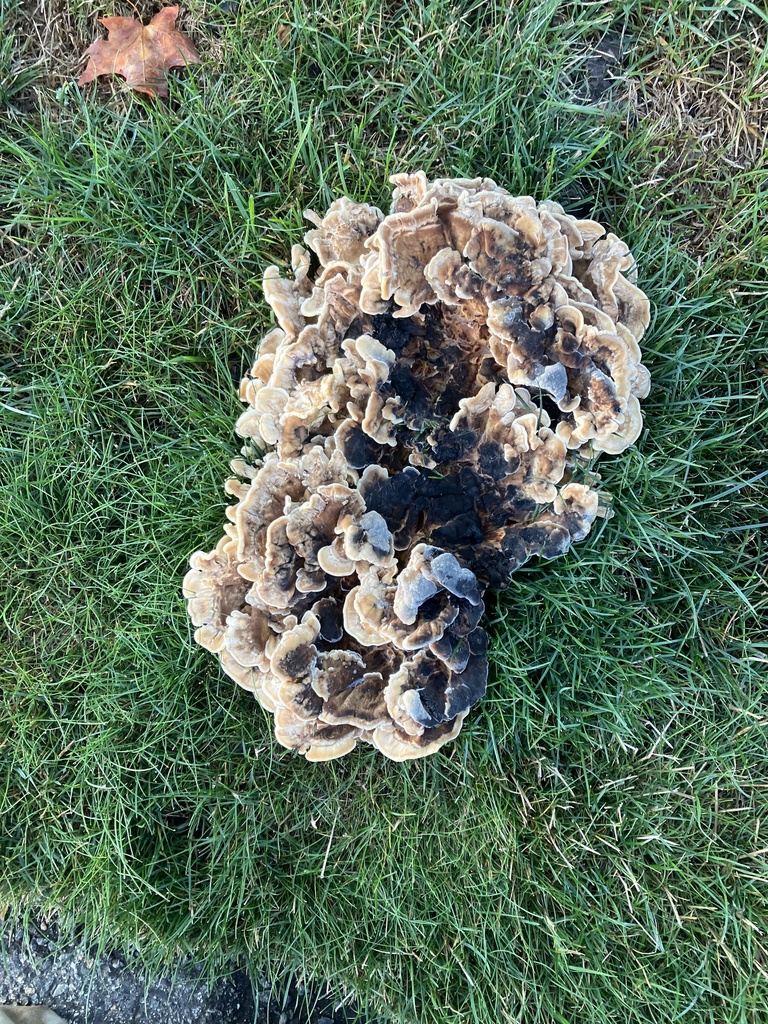 Black-staining Polypore · August 2026 · photo: Photo: no rights reserved · iNaturalist
