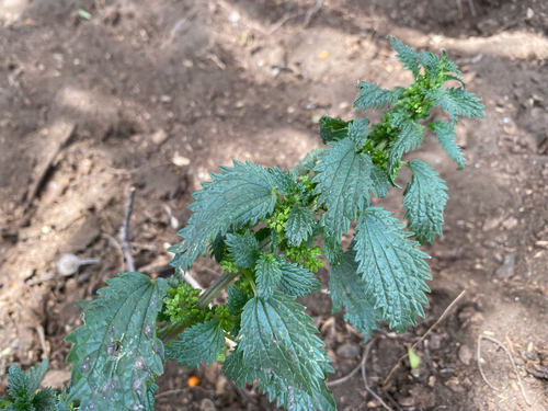 Urtica urens observed 2026-08-04