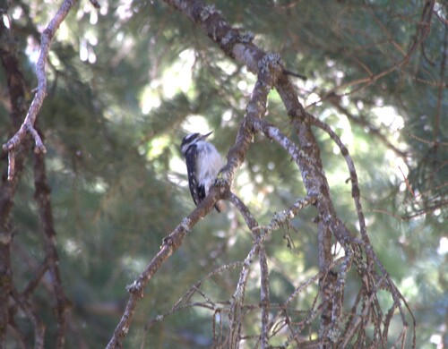 Downy Woodpecker
