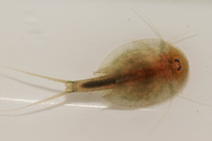 Triops cancriformis