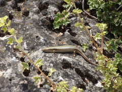 Heremites vittatus