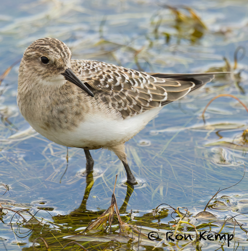 Baird's Sandpiper