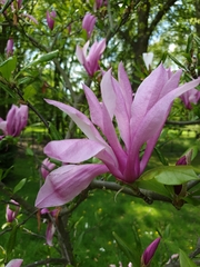 Tracheophyta
