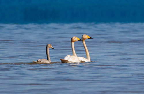 Whooper Swan