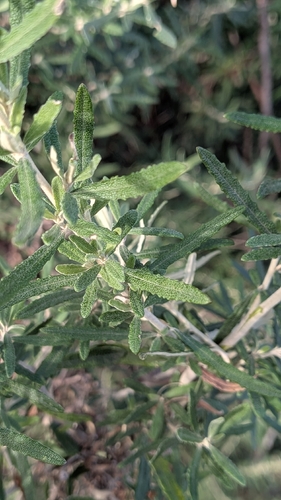 Asthma Bush
