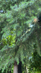 Cedrus deodara