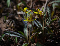 Erythronium americanum