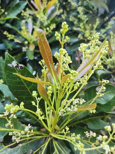 Buchanania arborescens observed 2026-08-05