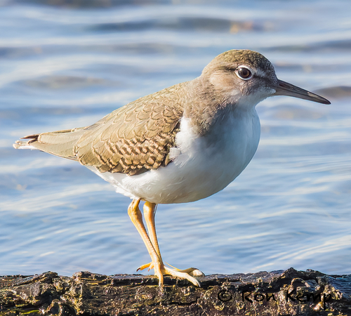 Spotted Sandpiper