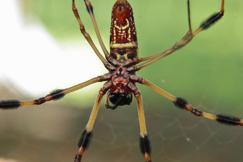 Golden Silk Spider