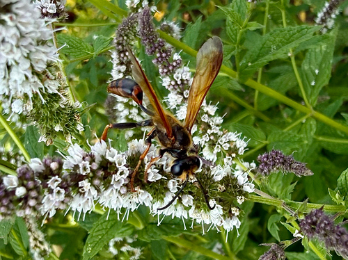 Elegant Grass-carrying Wasp