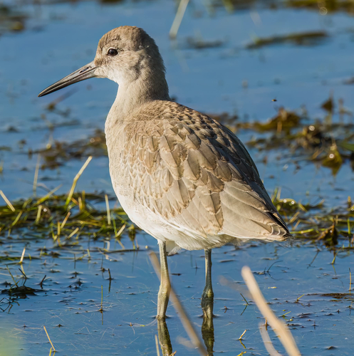 Willet