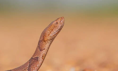 Eastern Copperhead
