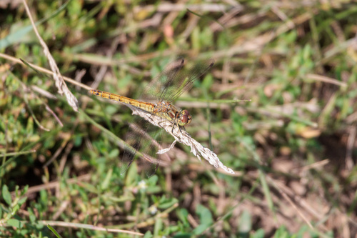 Vagrant Darter