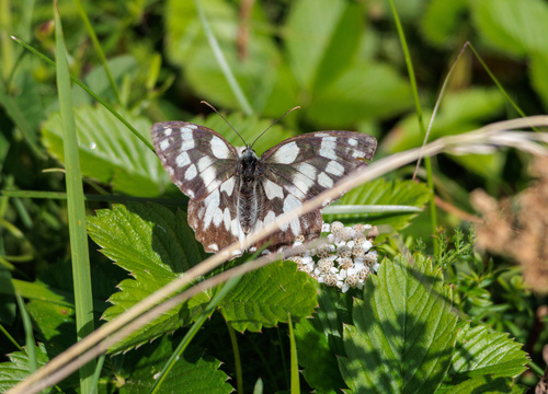 Marbled White