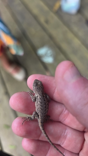 Prairie Lizard