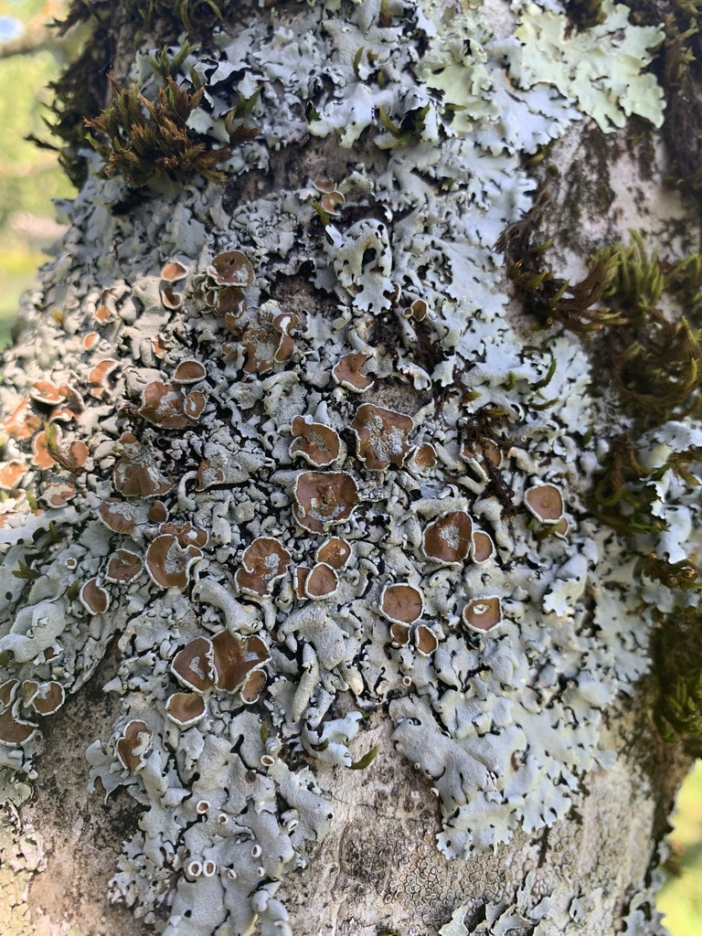 Parmelina carporrhizans