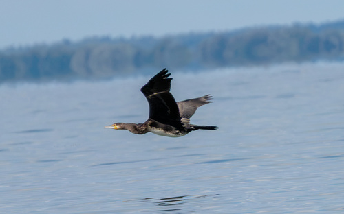 Great Cormorant