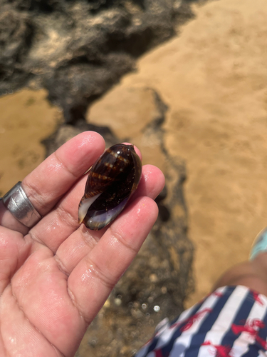 Cypraea mauritiana observed 2026-08-04