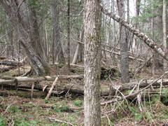 Fraxinus nigra image