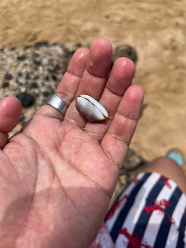 Cypraea isabella observed 2026-08-04