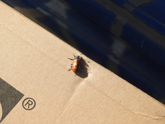 Trichodes octopunctatus