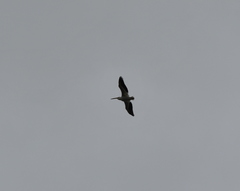 Pelecanus erythrorhynchos