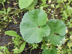 Malva pusilla