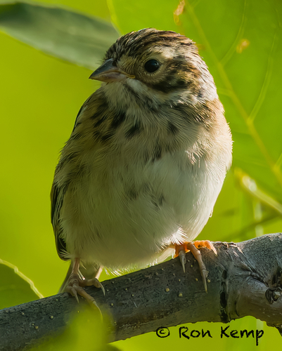 Clay-colored Sparrow