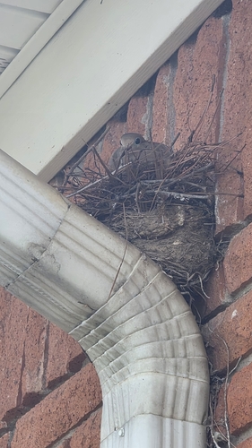 Mourning Dove