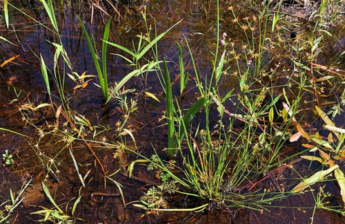 Juncus diffusissimus image