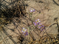 Malcolmia littorea