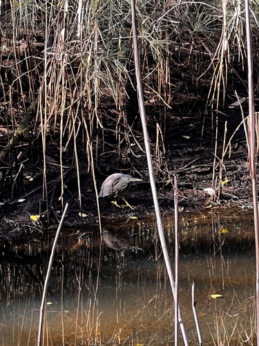 Little Heron
