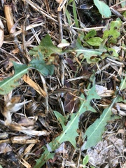 Solenopsis punctaticeps