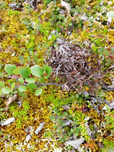 Arctic tumbleweed