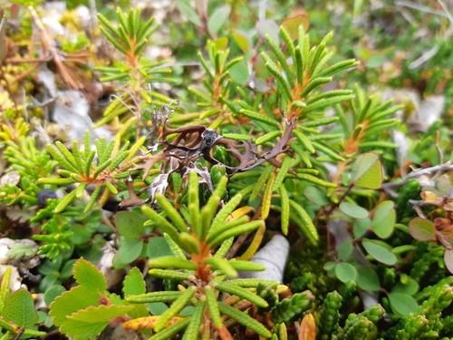 marsh Labrador tea