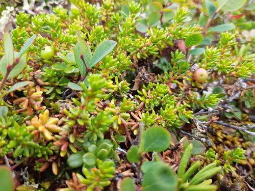 black crowberry