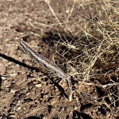 Peniocereus greggii