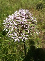 Allium nigrum