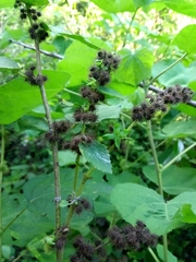 Triumfetta semitriloba