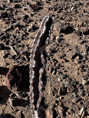Peniocereus greggii, photograph 1